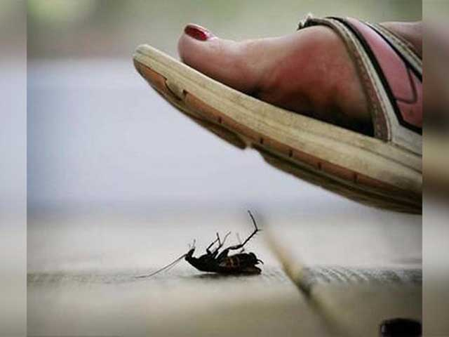 蟑螂能不能踩？