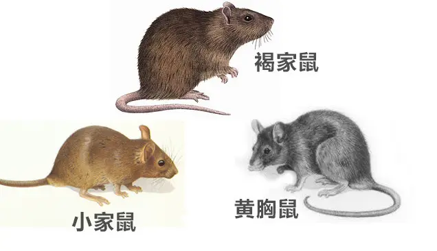 11月邻近，陕西各地区冬日灭鼠必须快速实施