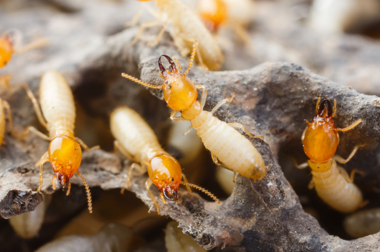 西安灭白蚁公司带您了解白蚁的种类