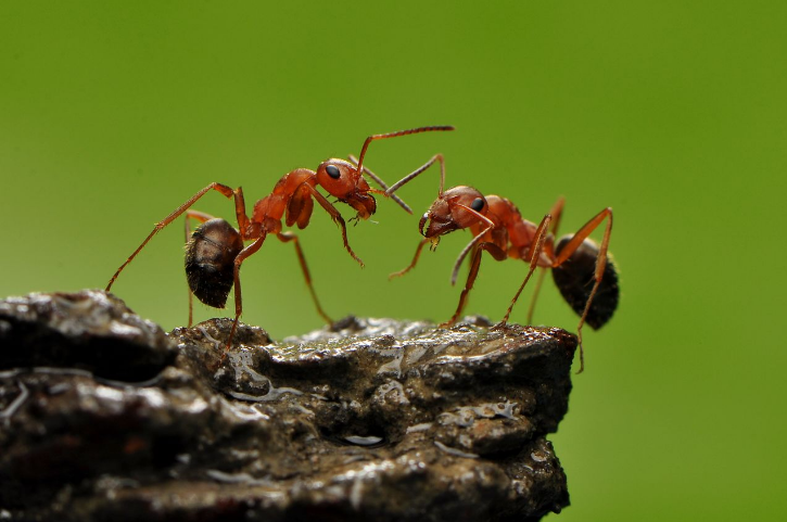 白蚁和蚂蚁是一类生物吗，西安灭蚂蚁公司给大家说说他们的区别