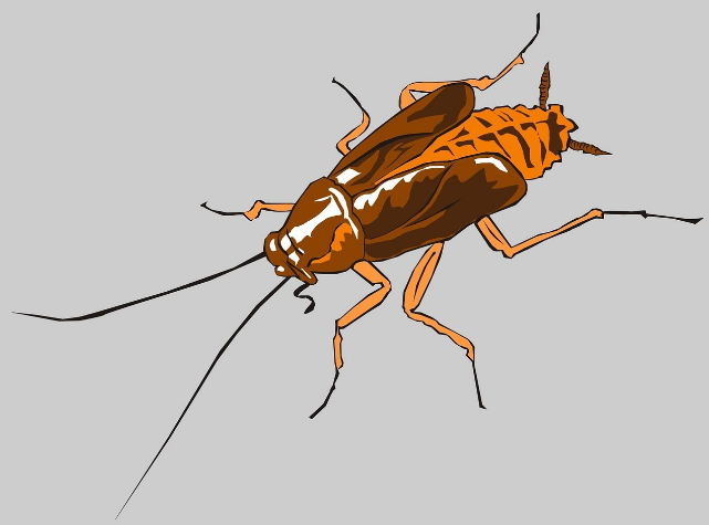 为什么家里蟑螂那么多，西安灭蟑螂公司来告诉你